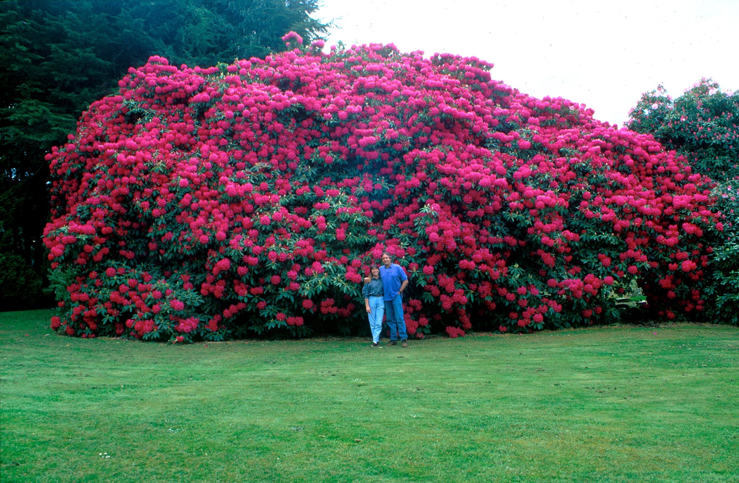 Rhododendron