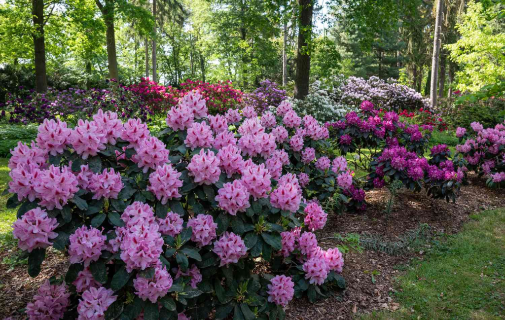 Alles Wissenswerte über den Rhododendron