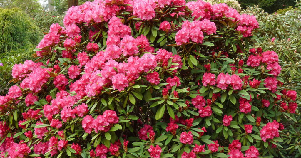 Alles Wissenswerte über den Rhododendron